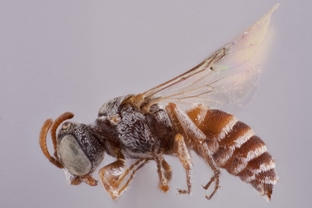 [Caenoprosopina holmbergi male (lateral/side view) thumbnail]